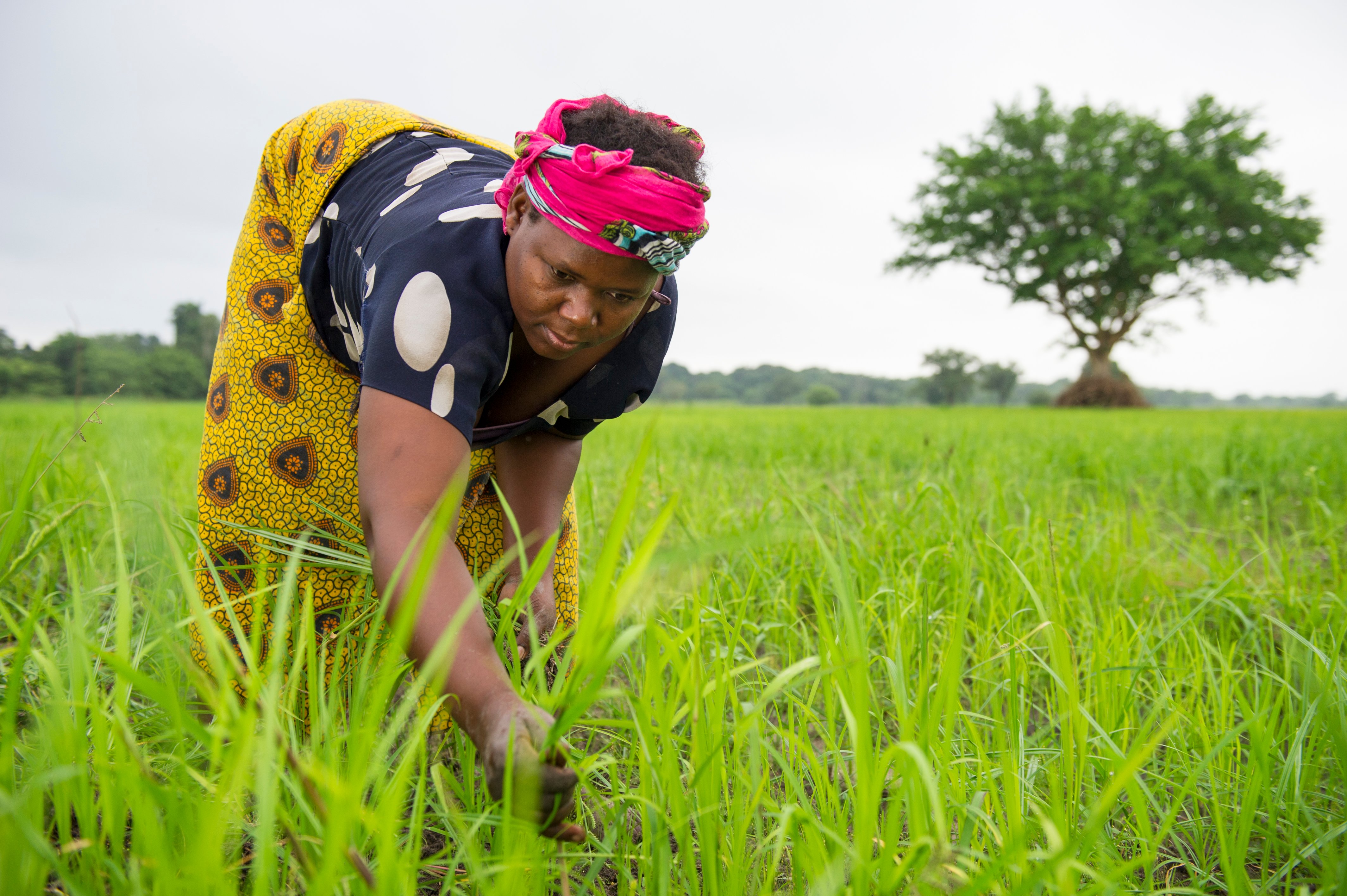 Woman weeding