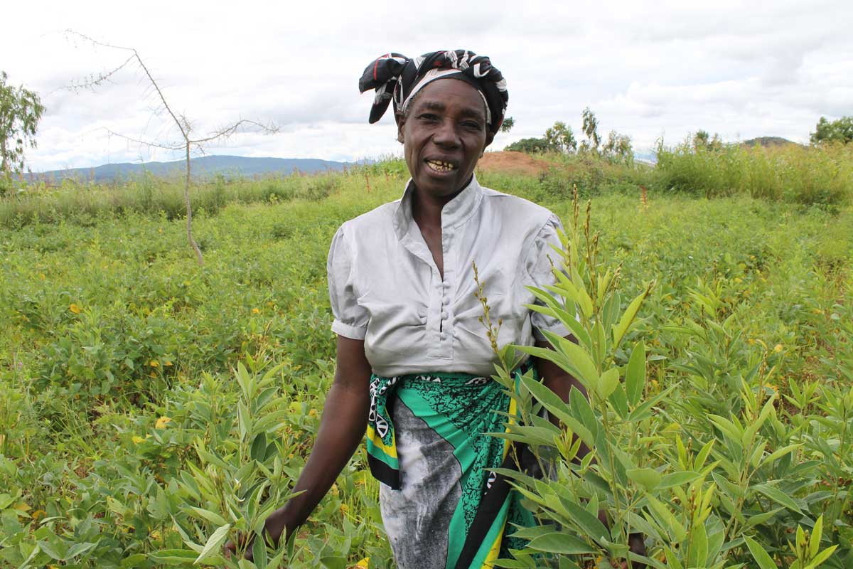 Mrs. Isobel Chirwa standing in her pigeonpea field intercropped with several nitrogen-fixing shrubs. Copyright: Carmen Bezner Kerr