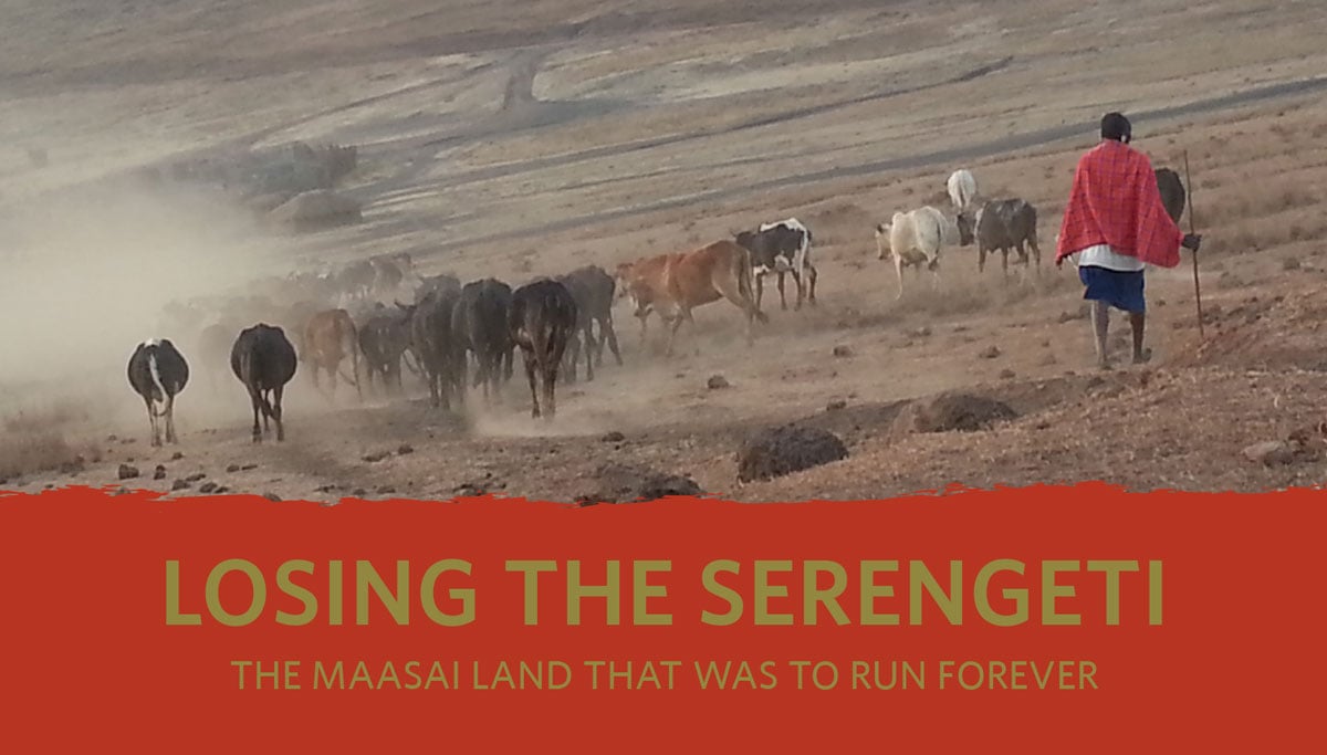 Losing Serengeti cover image