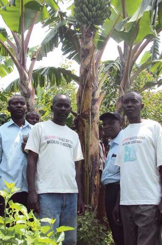 Tackling Banana Wilt Disease in the Democratic Republic of Congo (DRC)