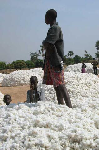 La Production De Coton Biologique En Afrique De L Ouest The Oakland Institute