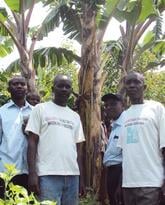 Tackling Banana Wilt Disease in the Democratic Republic of Congo (DRC)