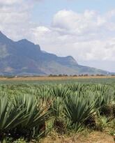 Growing Organic Pineapples in Tanzania